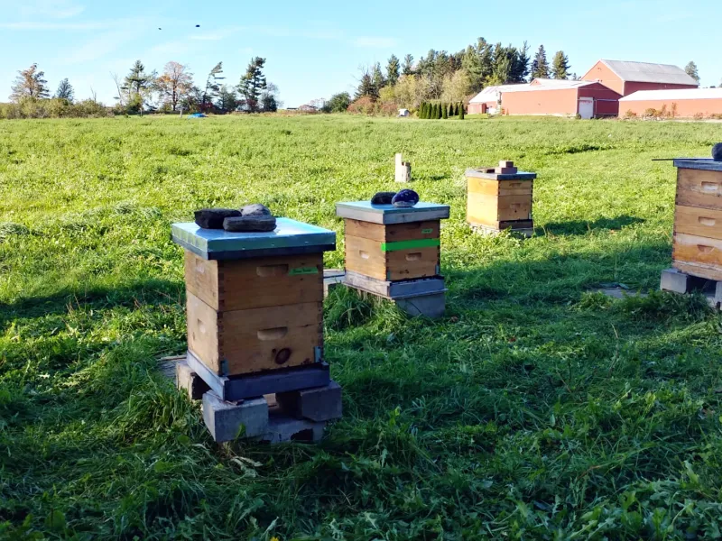 Oct 27: Beekeeping Update - Getting Ready for Winter