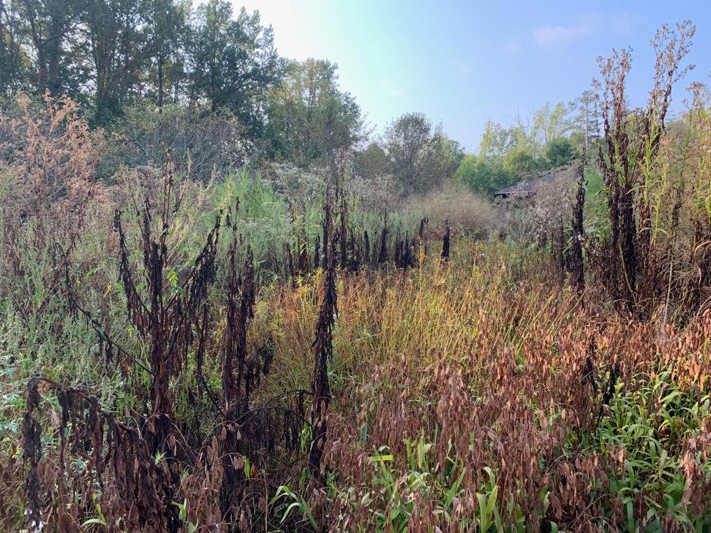 A river and wetland cleared during a clean-up seva