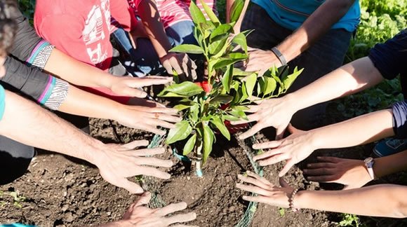 Volunteers planting a tree with Embracing the Trees