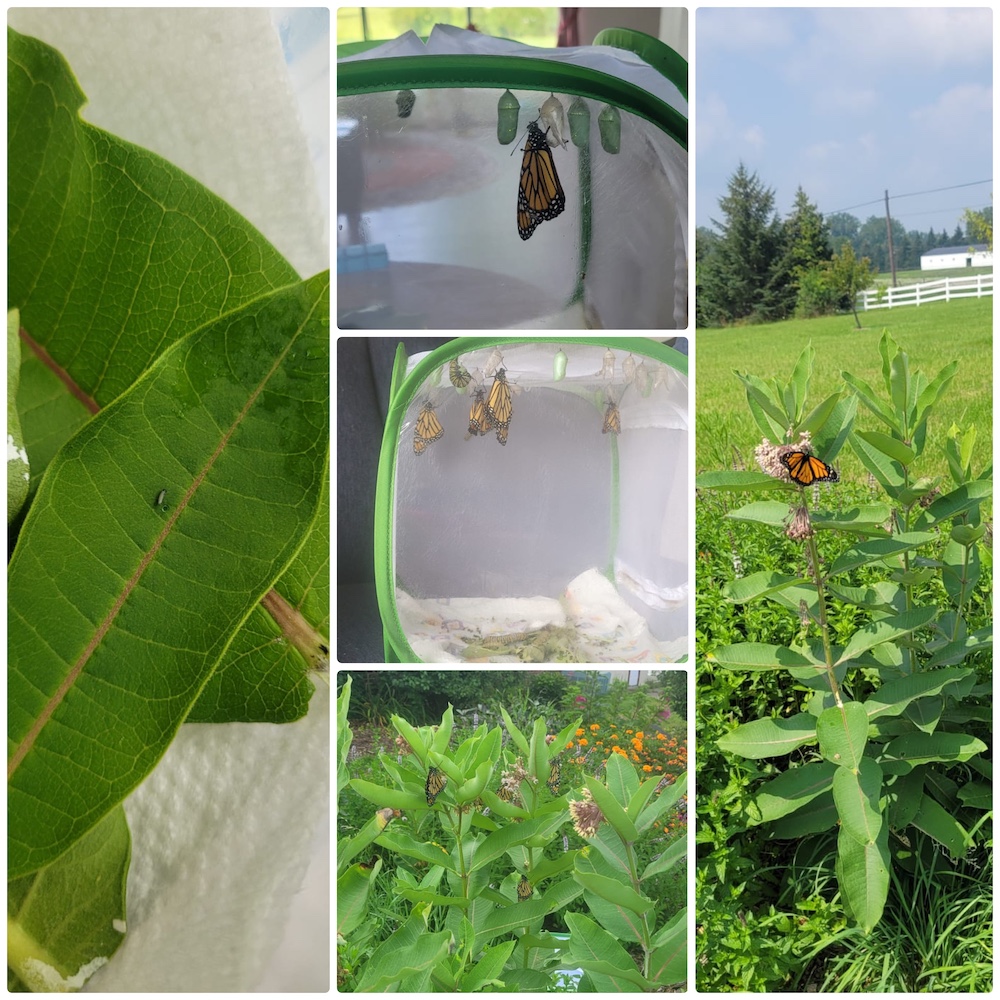 Sanctuary for Monarch Butterflies