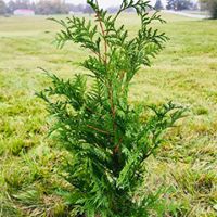 100 Saplings for Amma's 65th Birthday