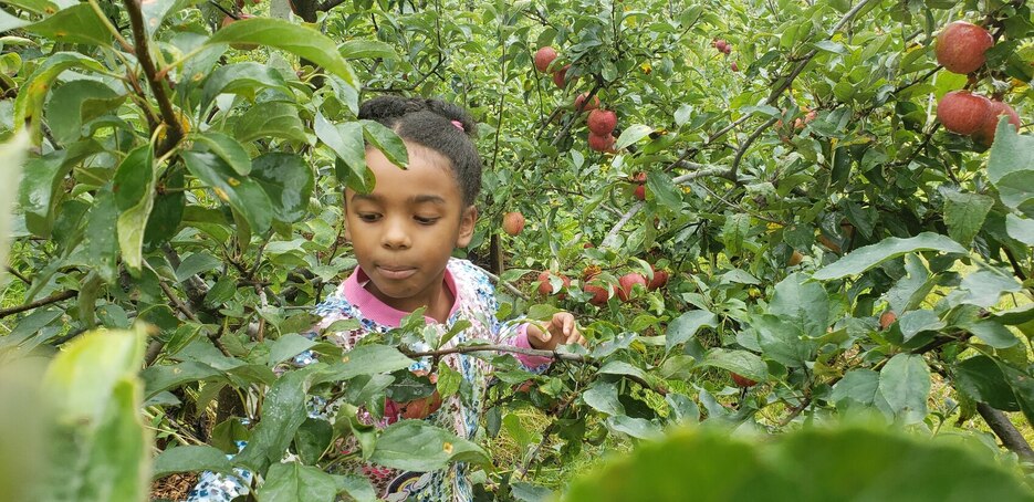 Apple picking at Amrita Farms