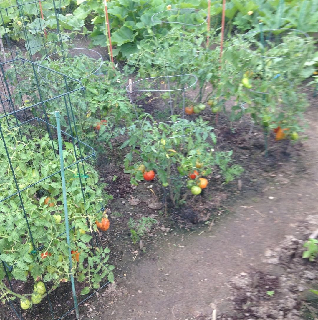 The ashram vegetable garden at M.A. Center NY/NJ