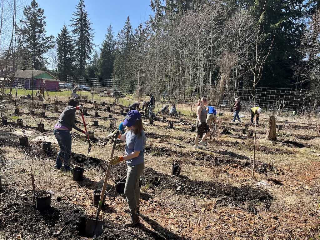 Volunteers planting blueberry bushes in Maltby
