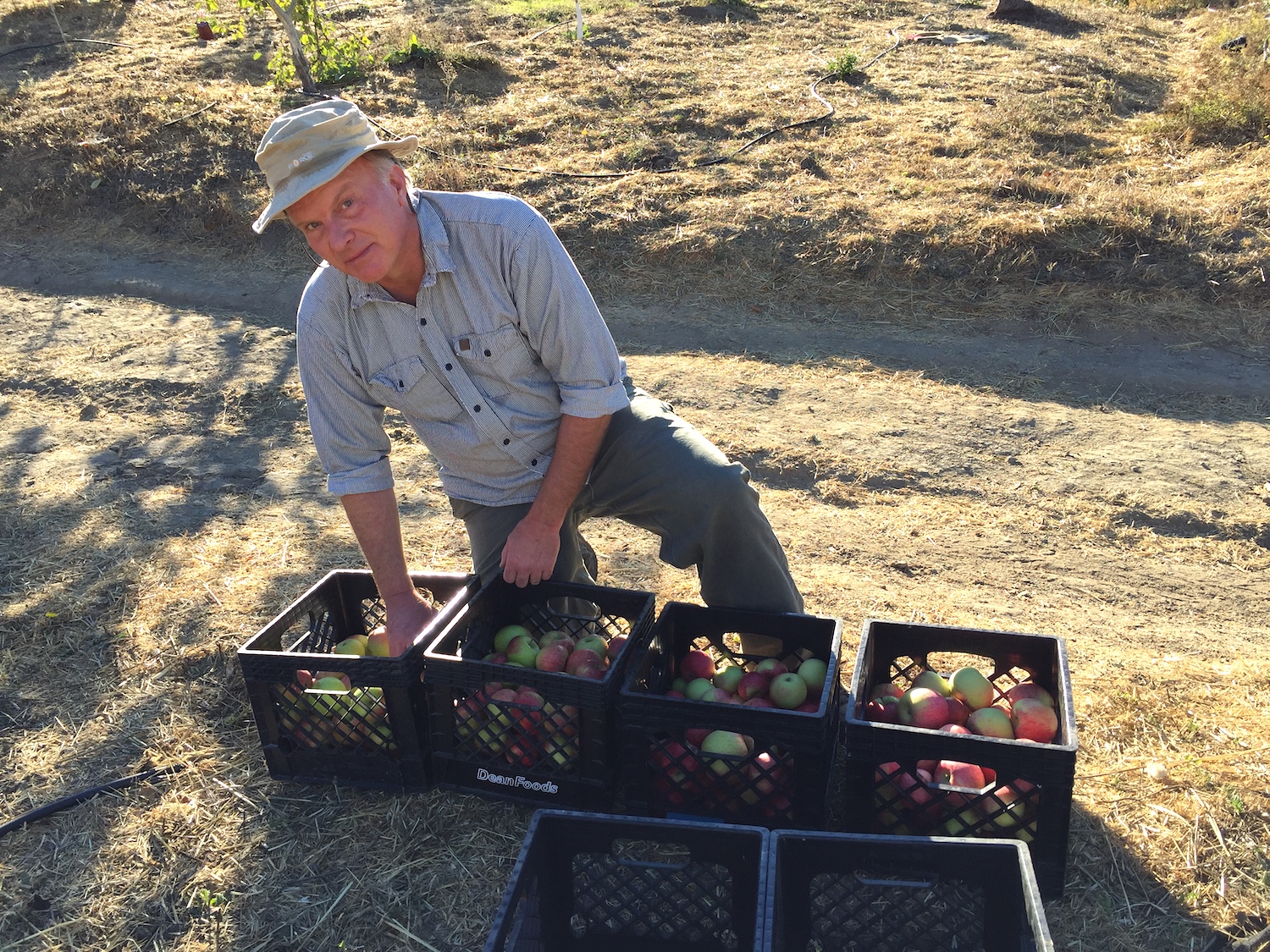Fall Harvesting at MA Center San Ramon
