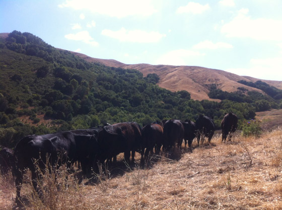 The Herd