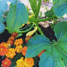 Mother's Garden - Get Growing Initiative