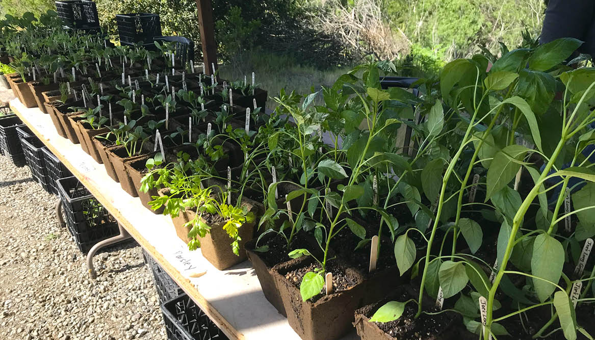 Organic Heirloom Seedlings for Sale