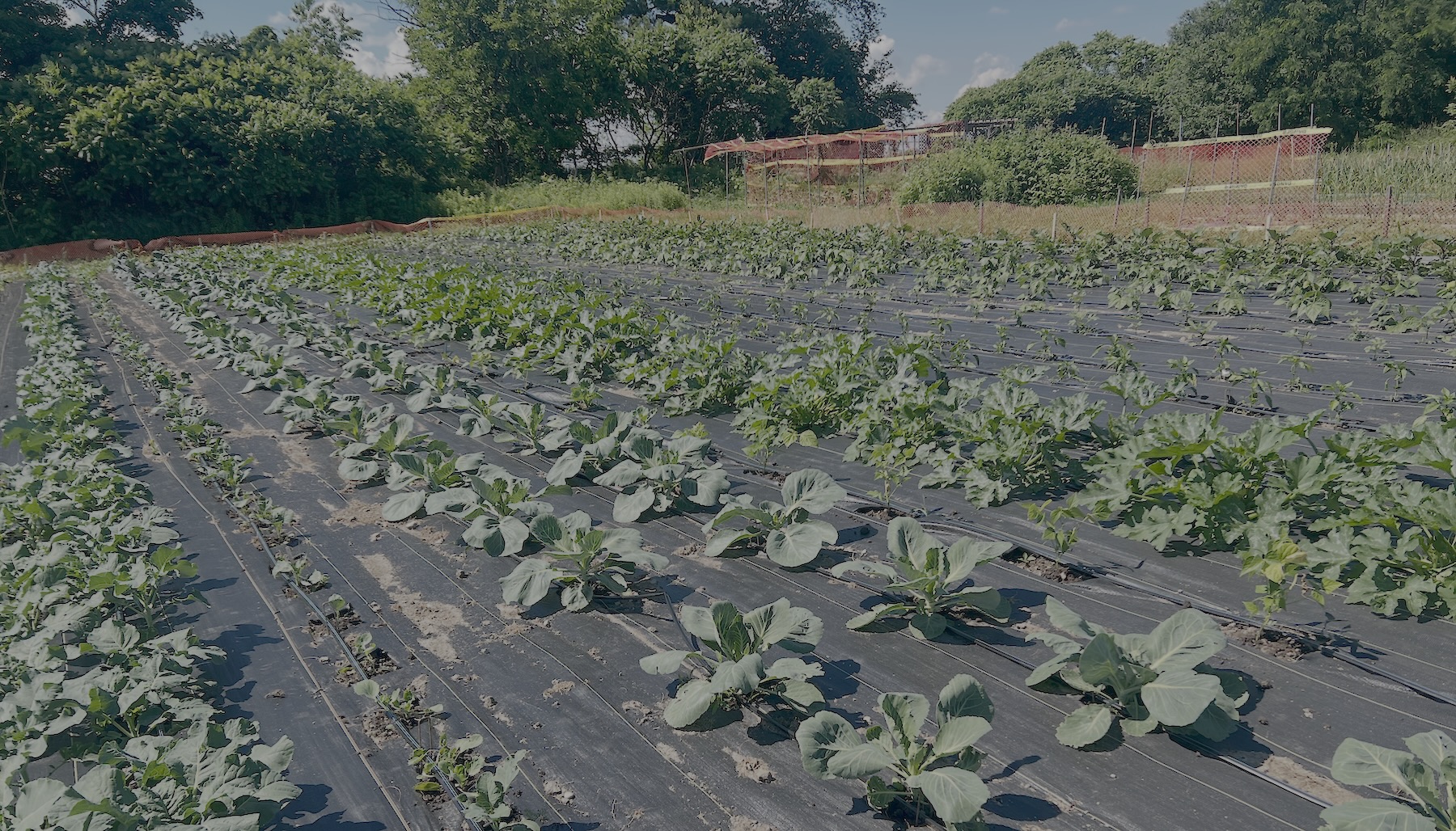Summer Arrives at Amma Canada Farms