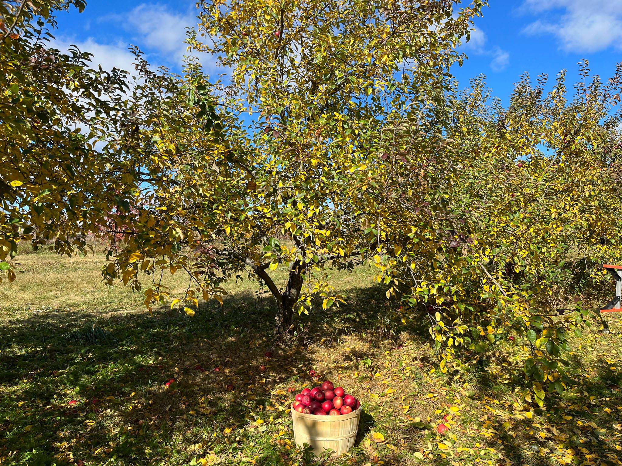 November 4: Farming Update