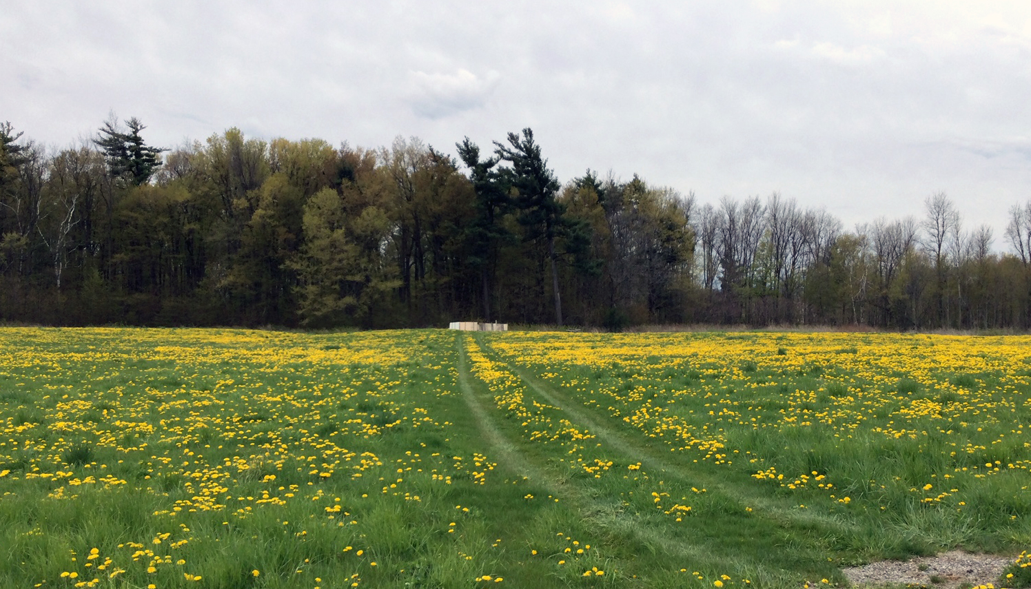 May 13: Beekeeping Update - The Gift of a New Hive