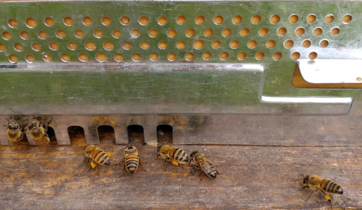 July 21: Beekeeping Update - Two New Hives