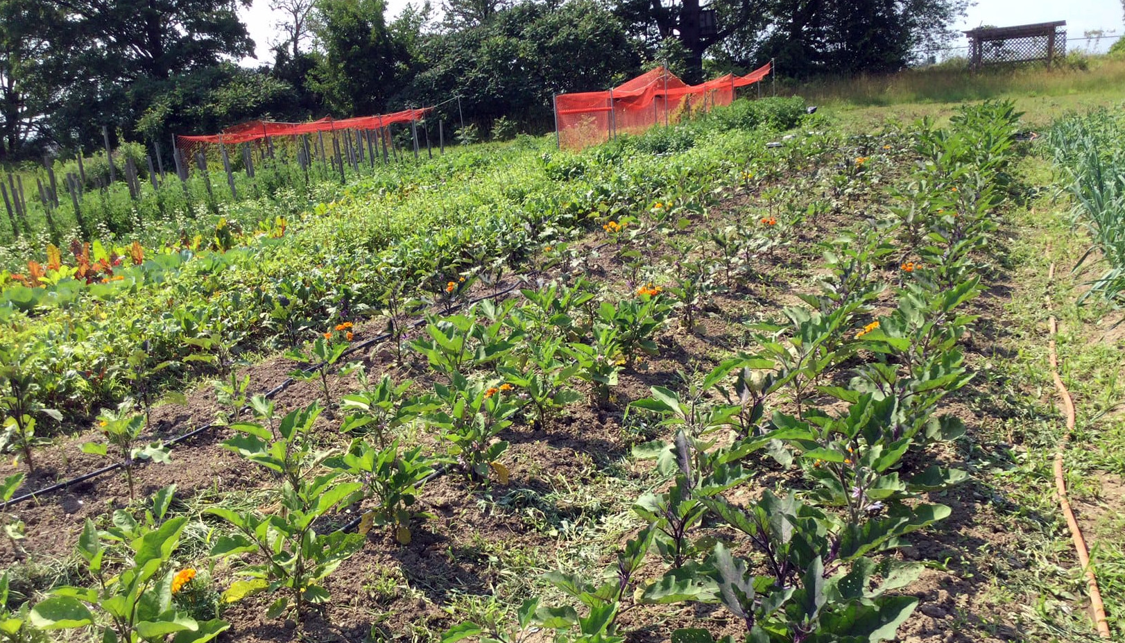 July 15: Farming Seva