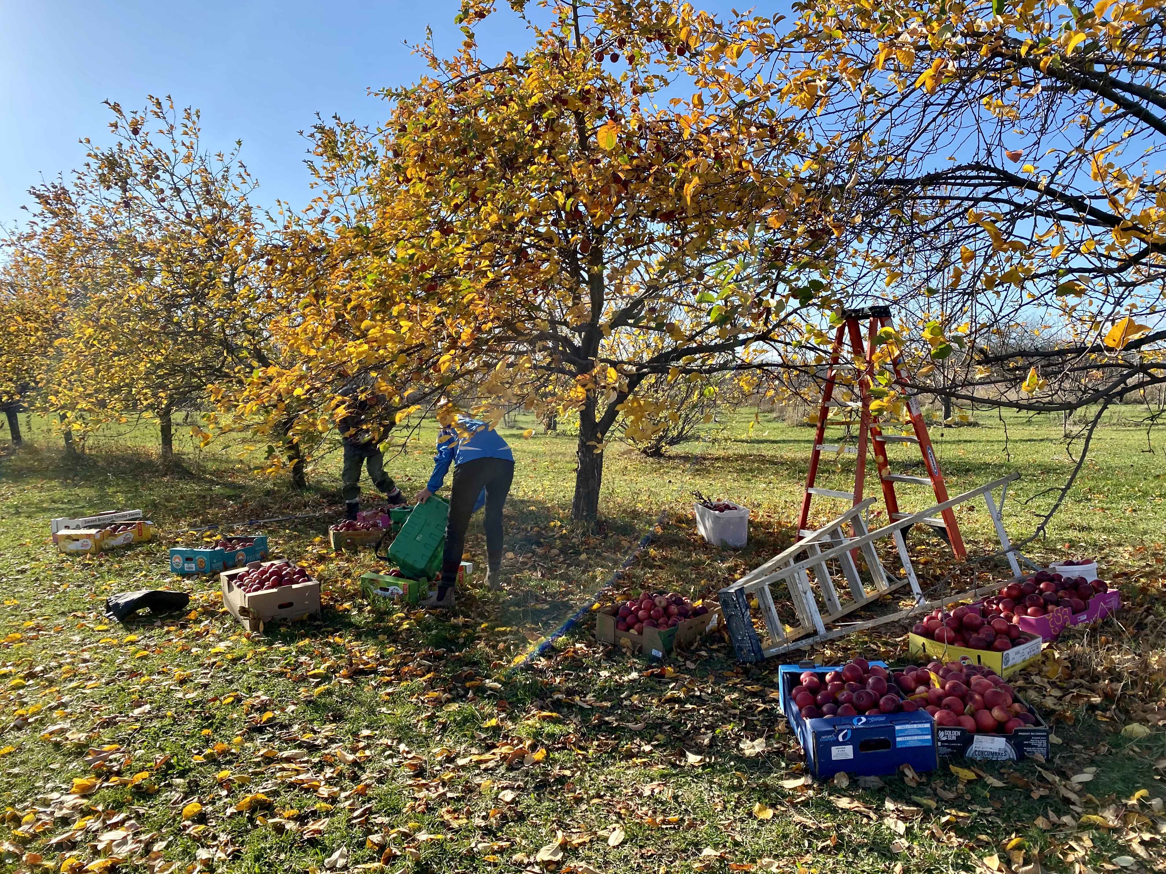 Nov 9: Help Needed in the Orchard