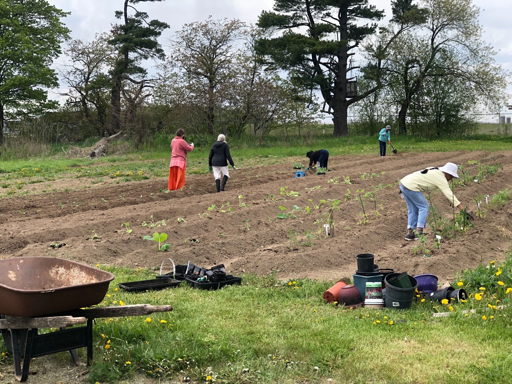 May 18: Farming Update - Seedlings in the Greenhouse