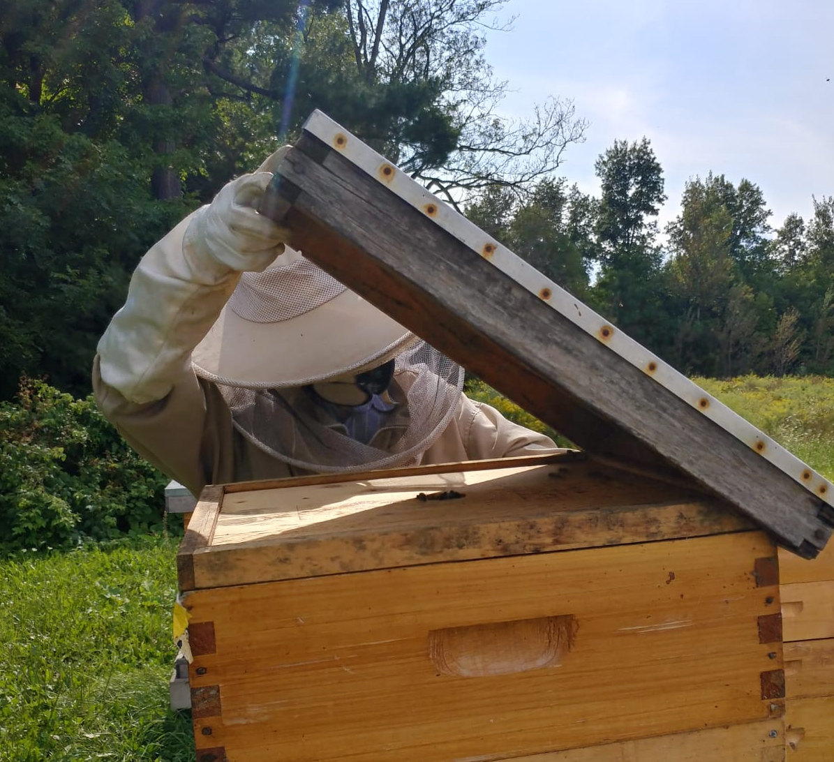 Sep 1: Beekeeping Update - Summer with the Bees