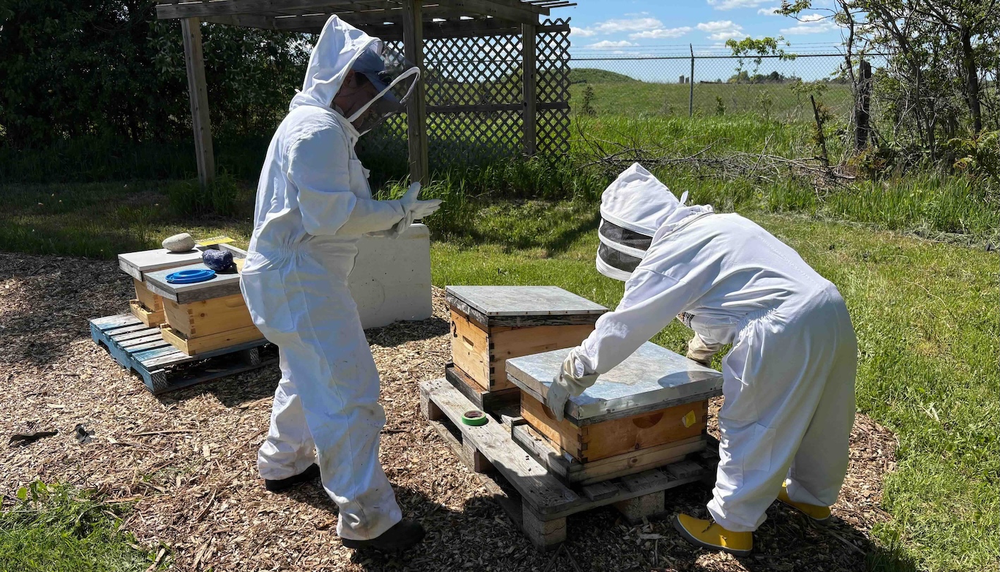 Farm Update: Beekeeping & Veggie Garden