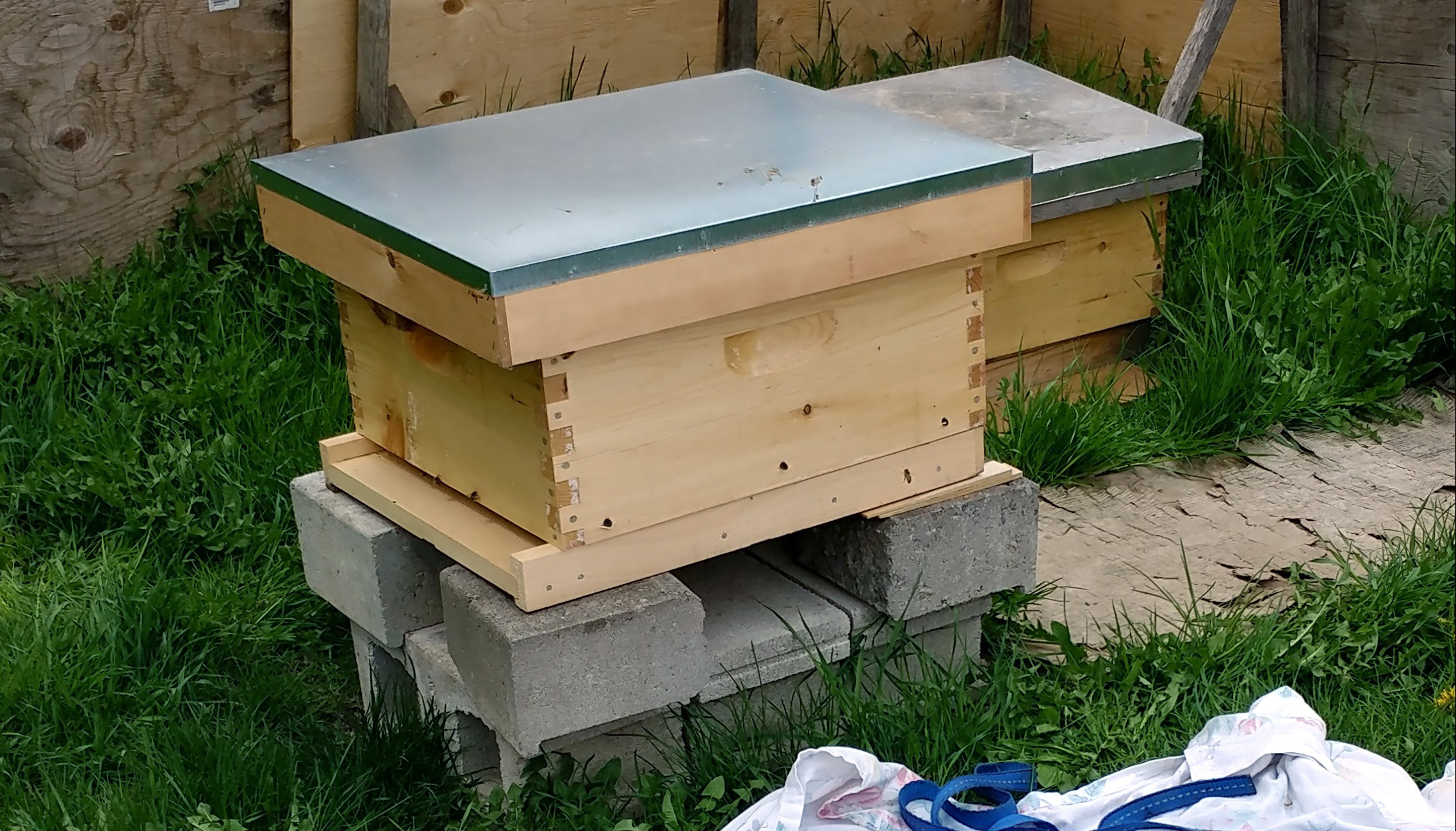 April 6: Beekeeping Update