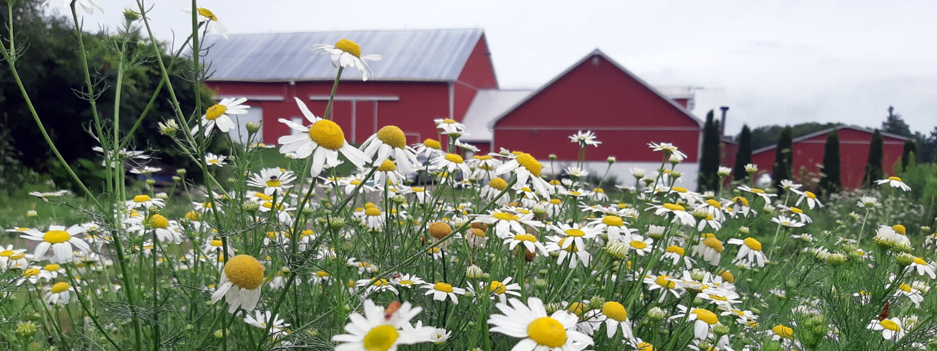 April 6: Farming Update - Spring Pruning