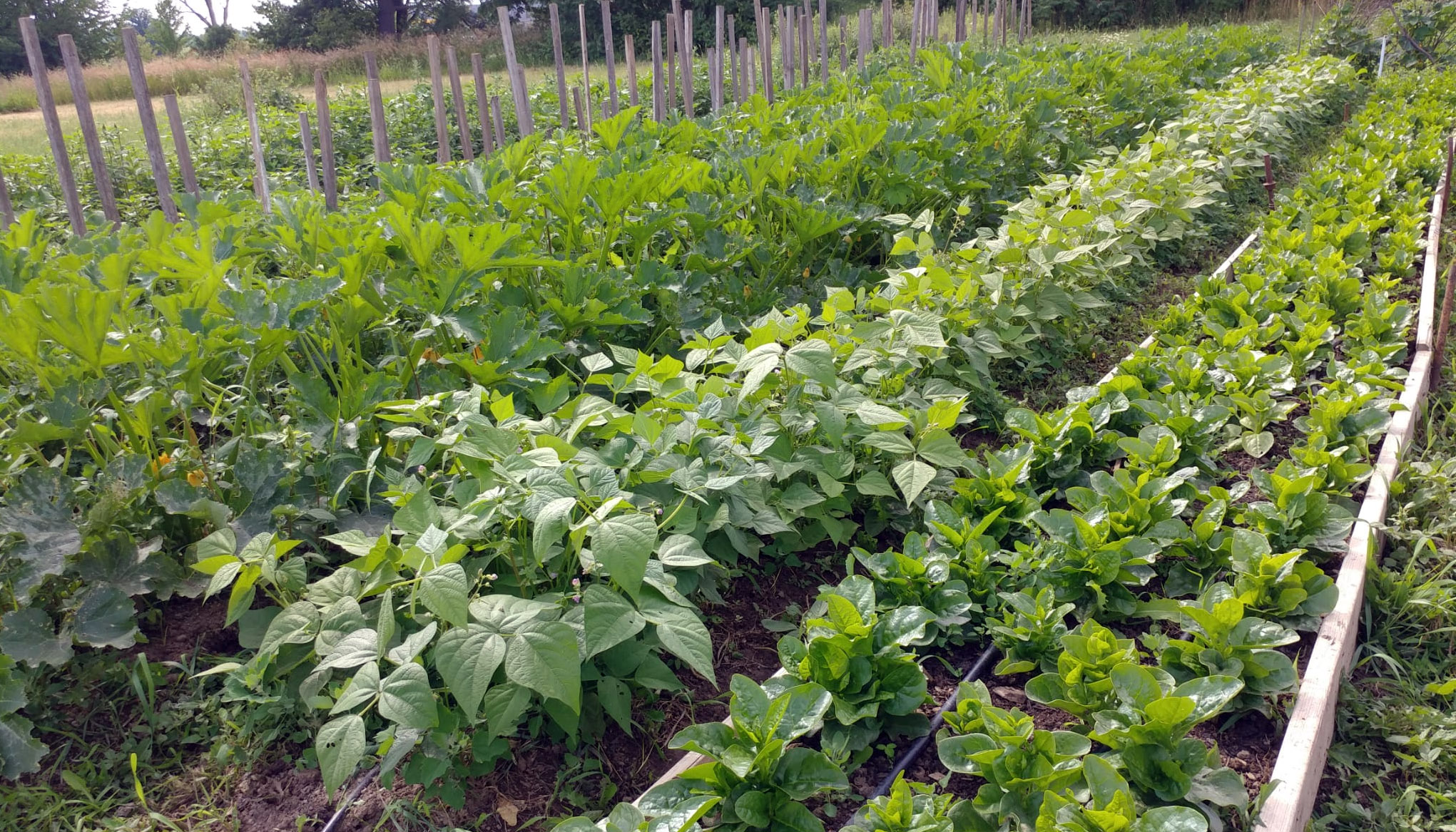May 20: Farming Seva