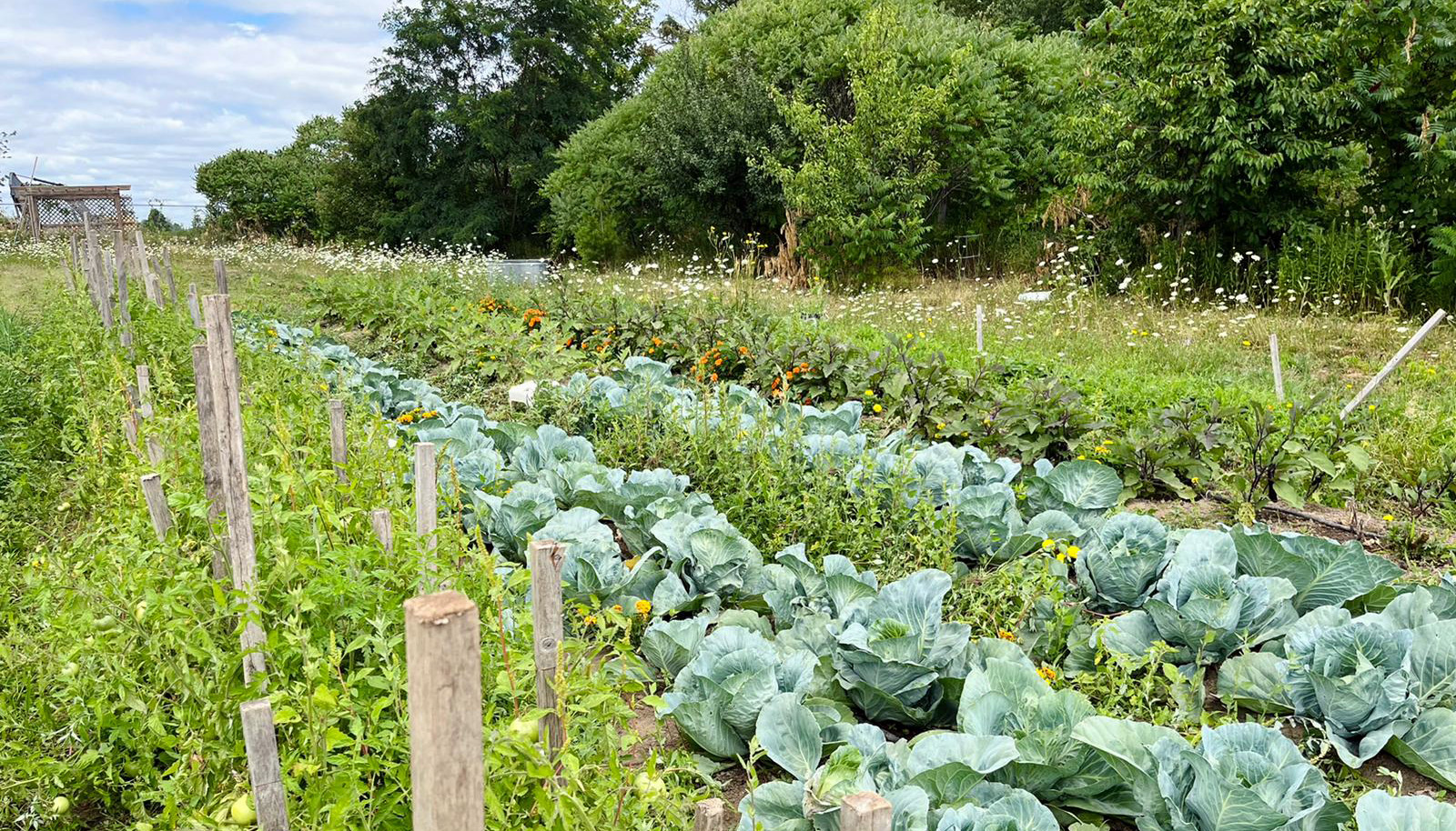 July 31: Veggie Harvesting & Sales at the Farm