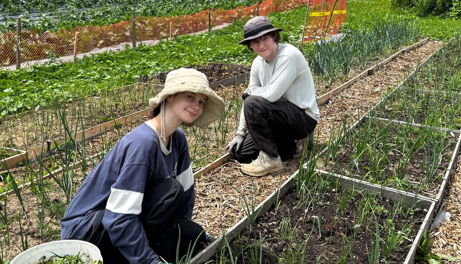 Weeding in the veggie garden