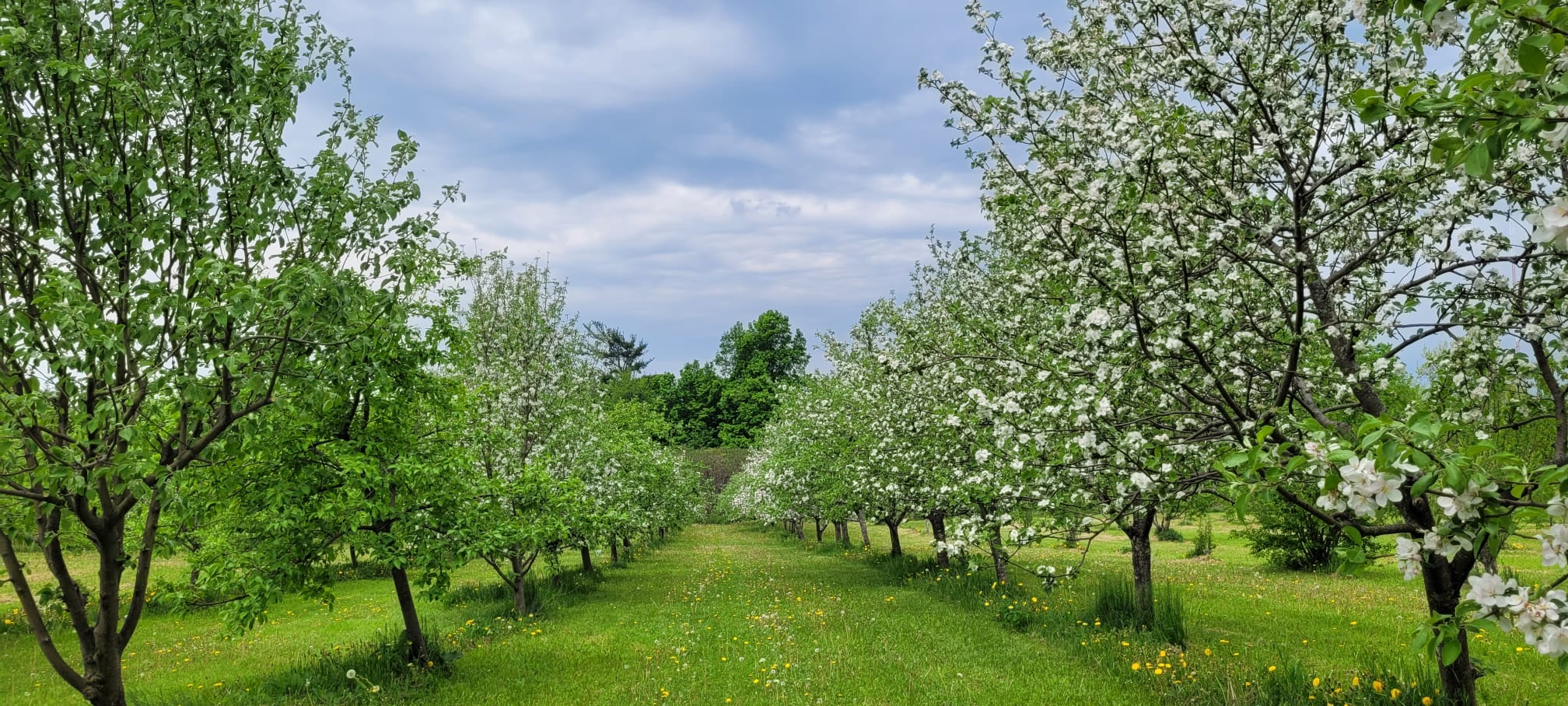 Apple blossoms in the Amma Canada orchard