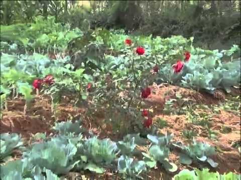 Video: Permaculture at Amrita Children's Home