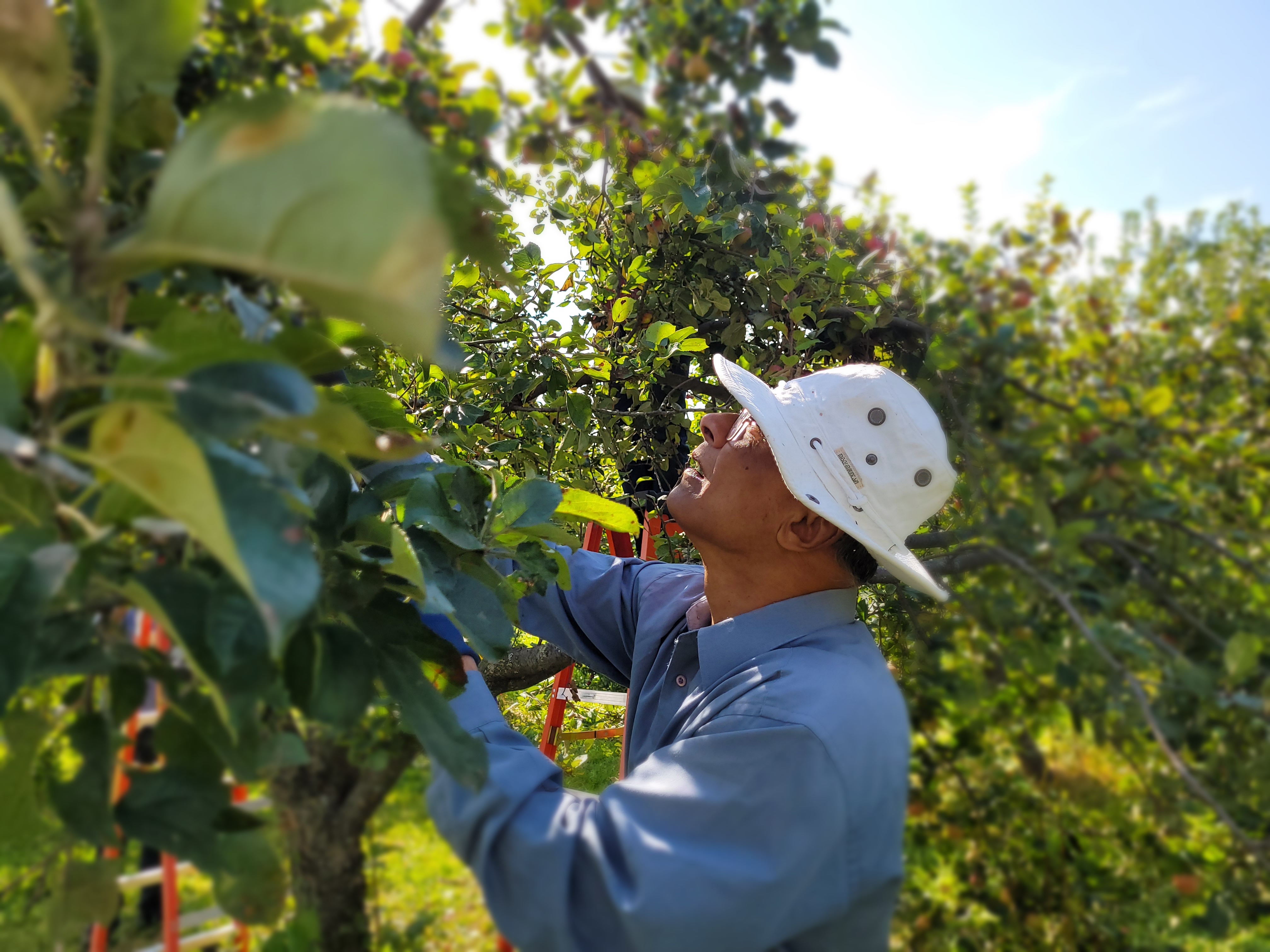 Volunteer picking apples