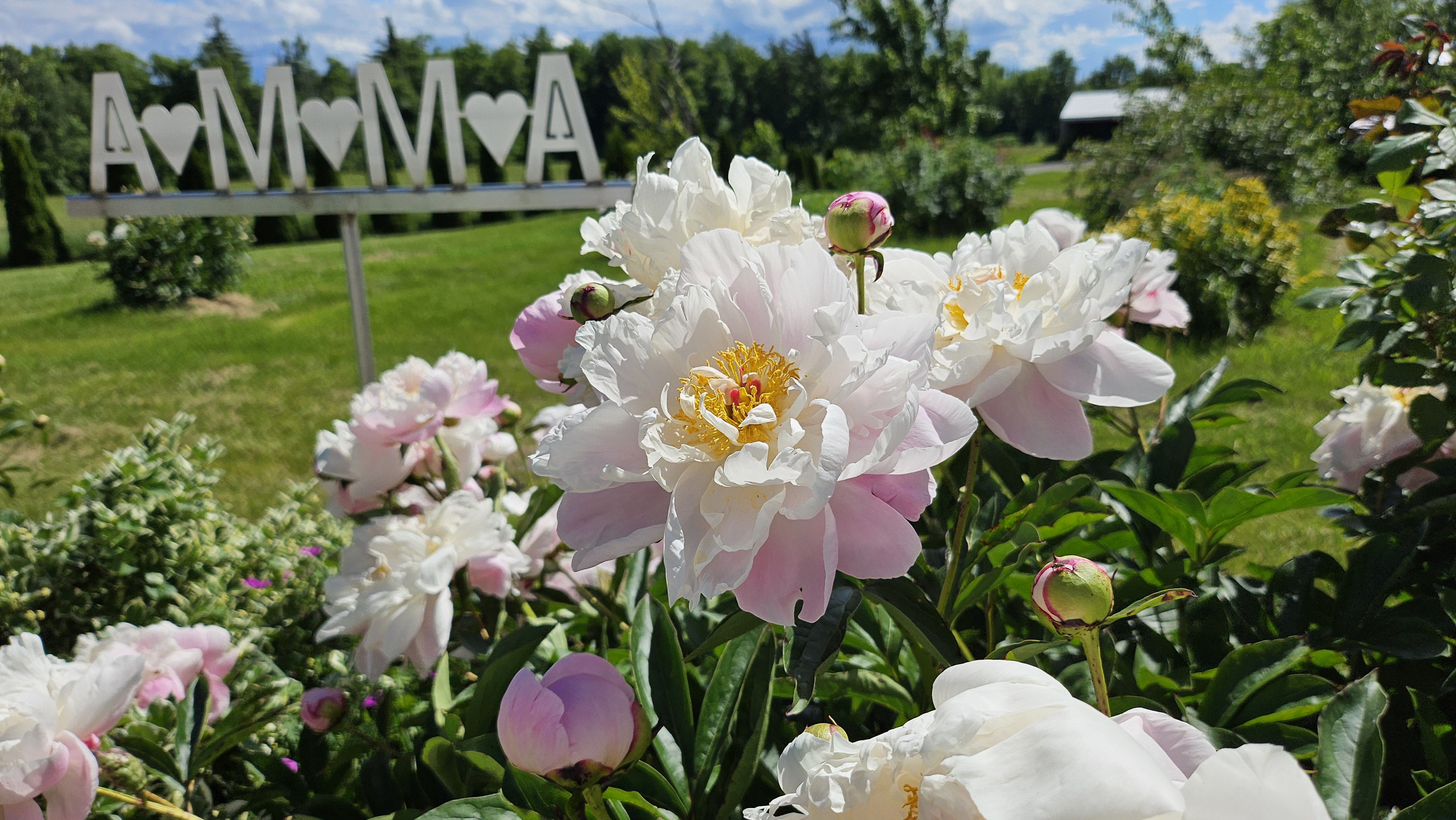 Peonies in flower garden at Amma Canada Centre