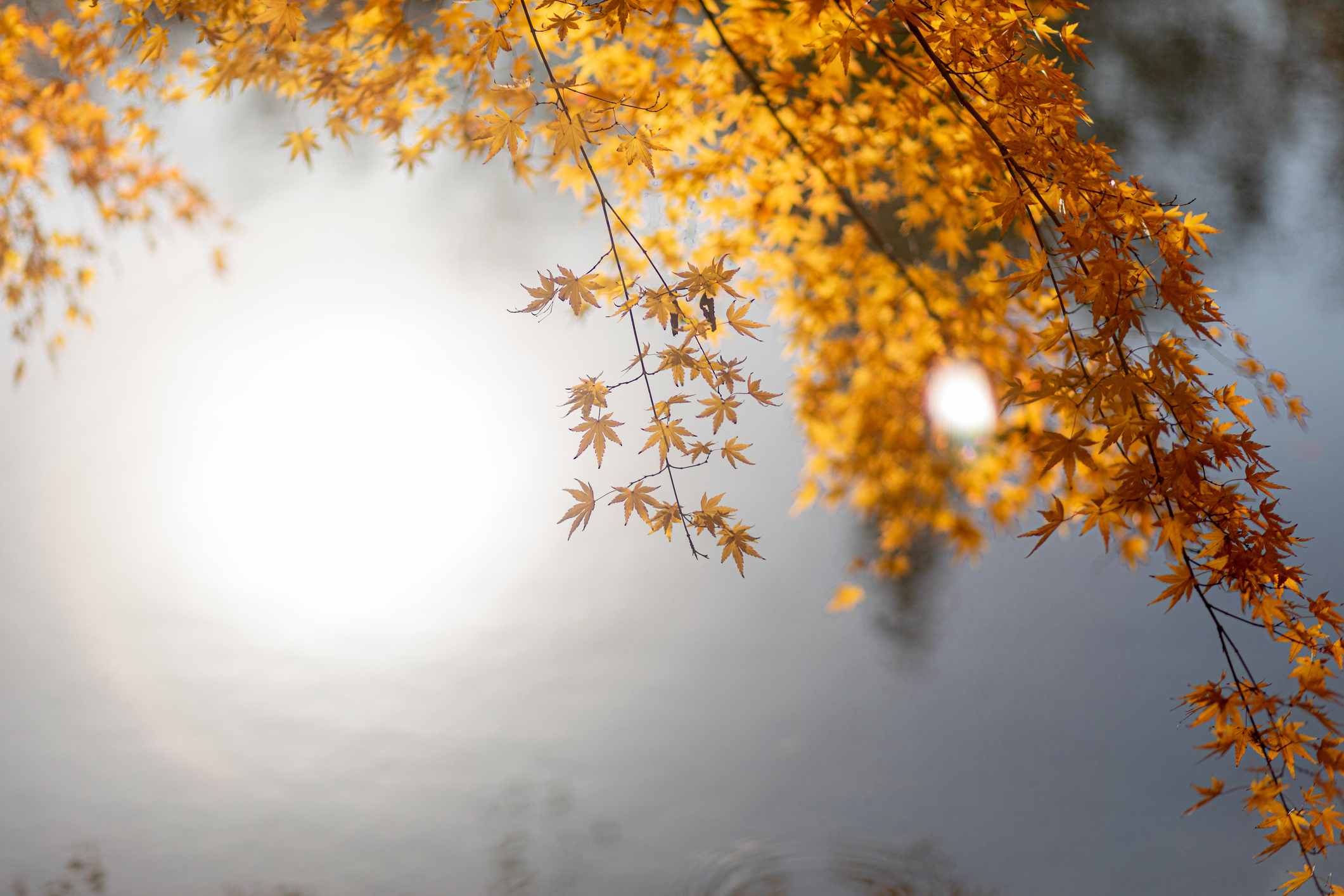 Stillness and inner witness in meditation