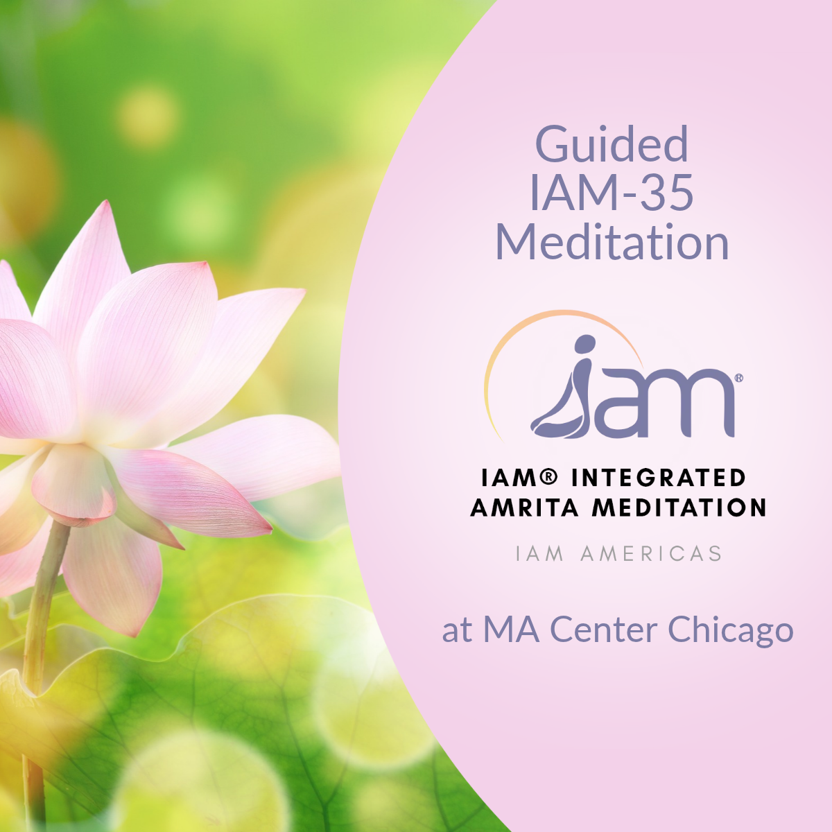 A pink lotus flower turning toward the light