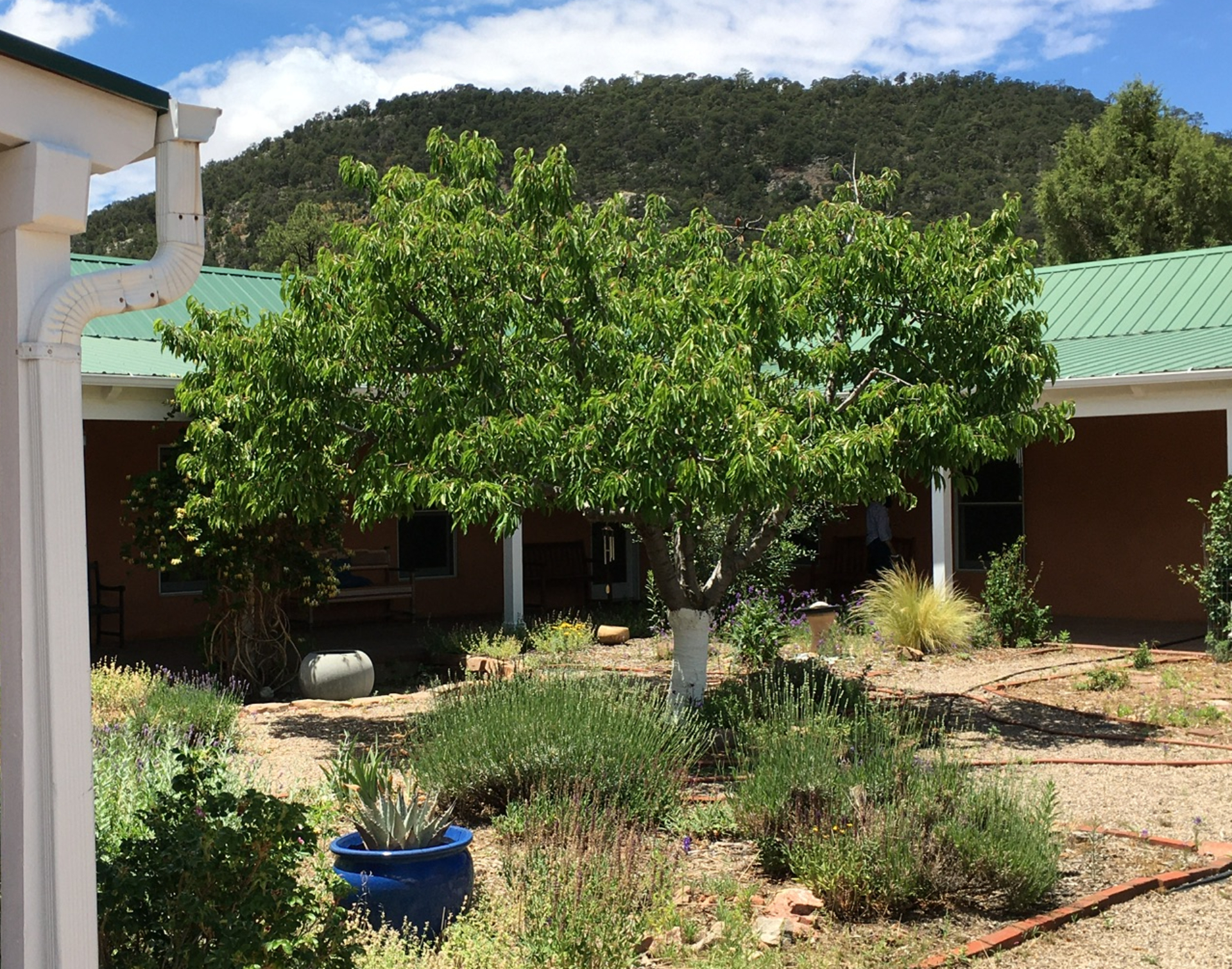Ashram cherry tree
