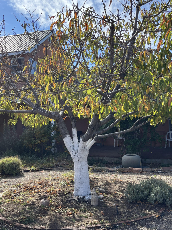 Cherry tree freshly painted