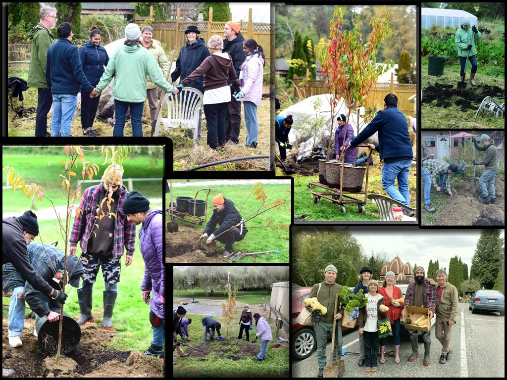 Devotees planting fruit trees at the ISKCON farmlands