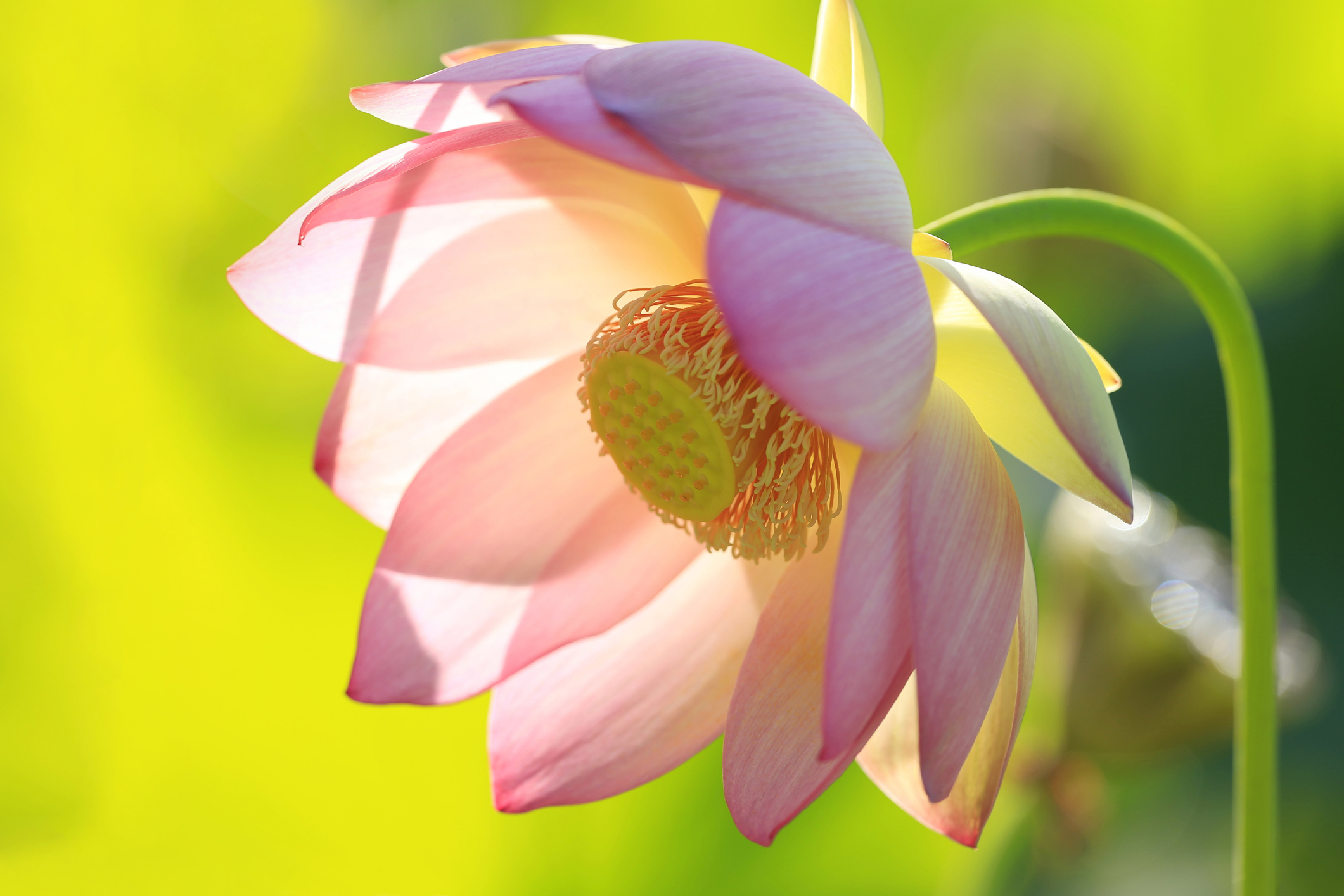 Pink lotus blossom in sunlight