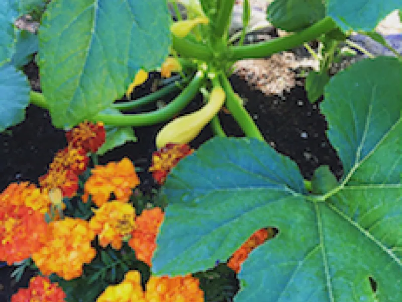 Mother's Garden - Get Growing Initiative