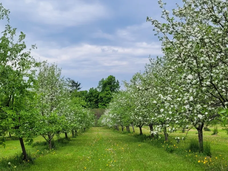 Apple blossoms in the Amma Canada orchard