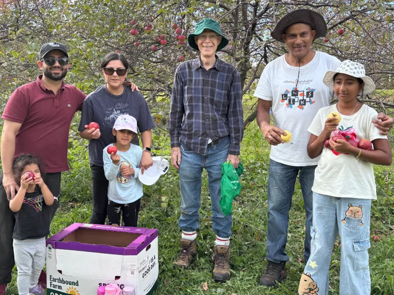 Volunteers picking apples