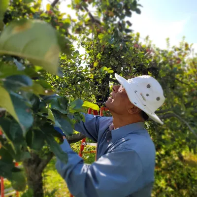 Farm Seva at Amma Canada Farms