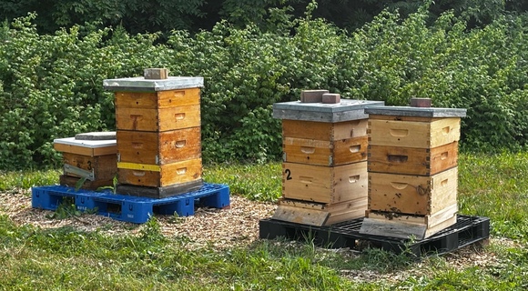 Amma Canada beehives
