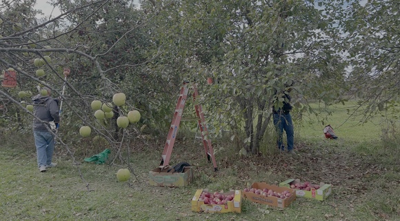 Volunteers picking apples