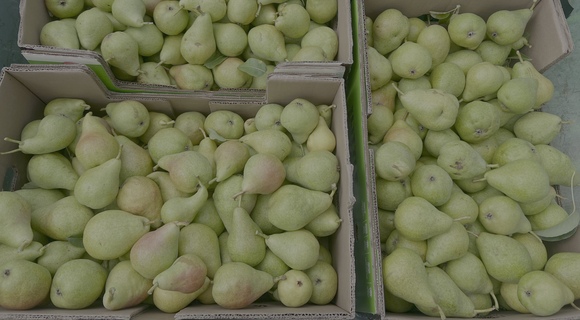 Summer pears in boxes