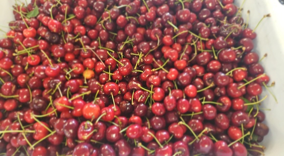 Cherries harvested from Amma Canada's orchard
