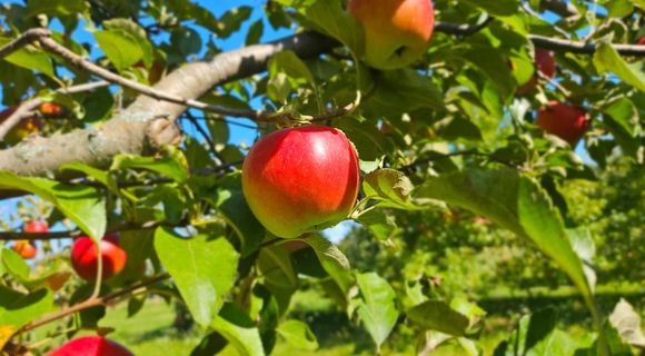 Apple on tree