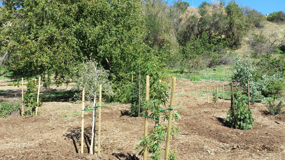 Newly planted trees - some by Greenfriends
