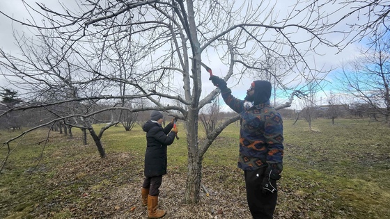 Daya & Kwame pruning