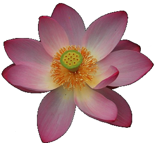 Lotus