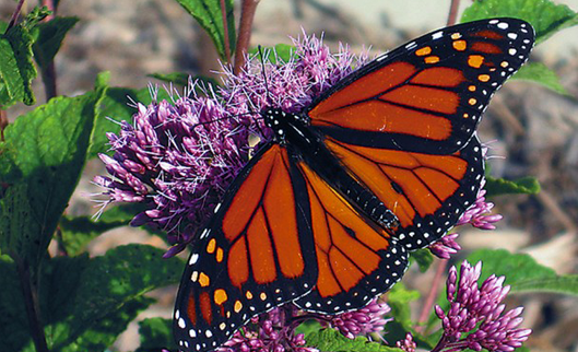 By a Wing and a Prayer ~ How We Can Help Our Bees and Butterflies Survive and Thrive How We Can Help Our Bees and Butterflies Survive and Thrive