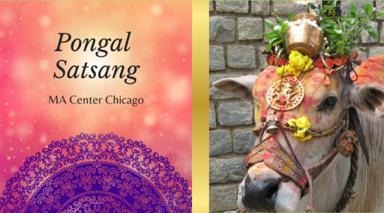 A cow bedecked in festive Pongal adornments